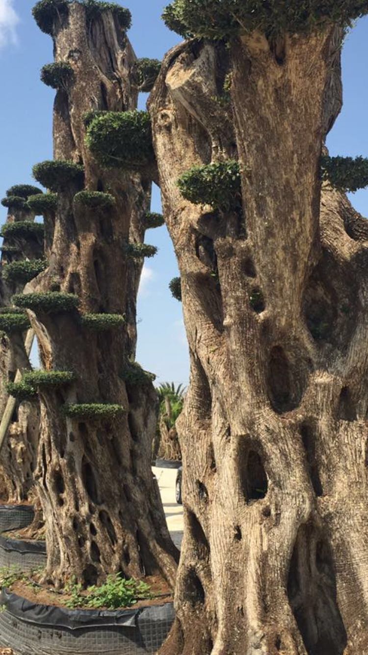 OLIVI MILLENARI MACROBONSAI3